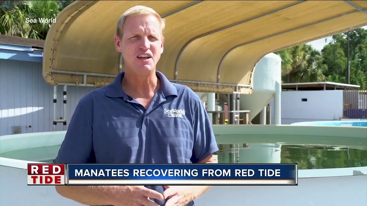 Manatees rescued from red tide recovering in Homosassa until it's safe to return home
