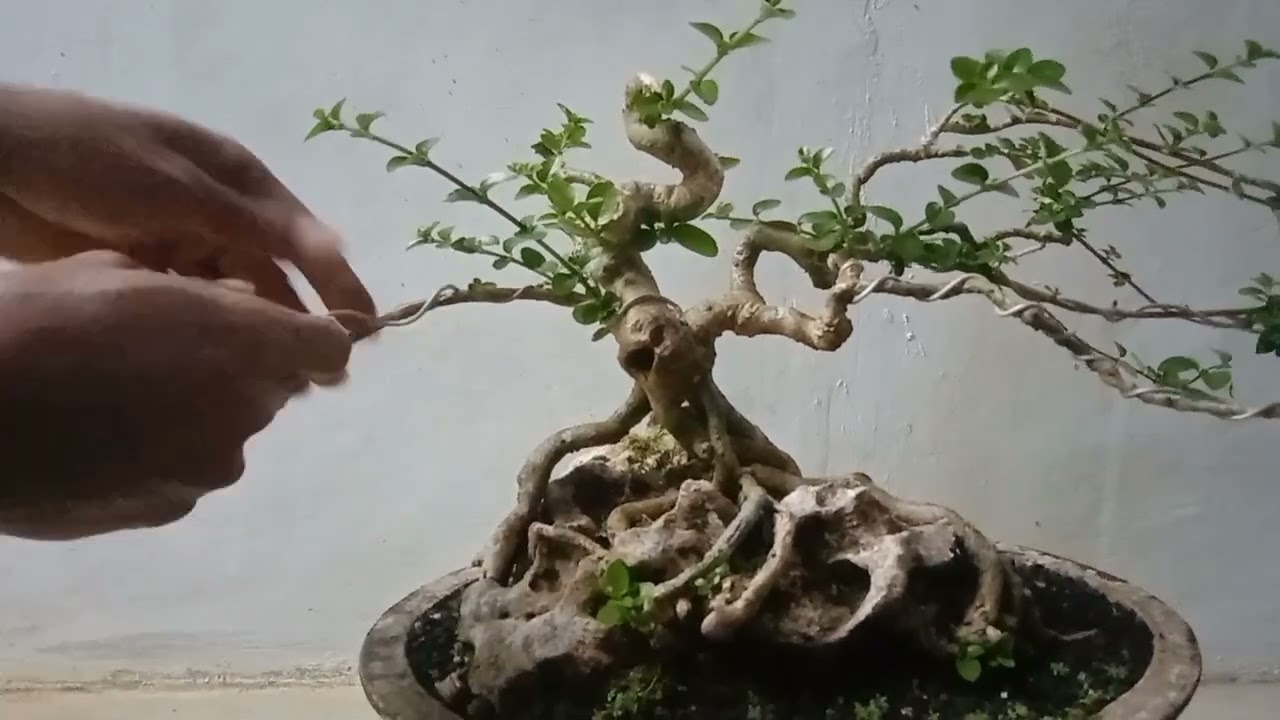 PROSES LANJUTAN PEMBENTUKAN BONSAI SANCANG OTR