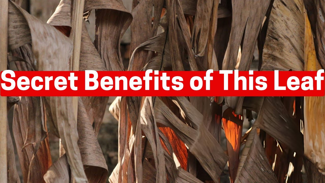 Top 3 Secrets About Dried Banana Leaves You MUST Know