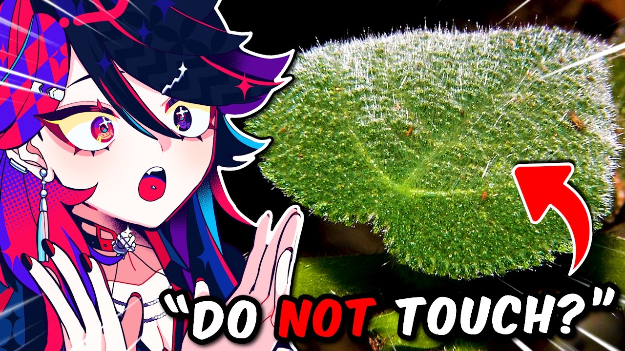 moreparz tries to convince me that australia is real