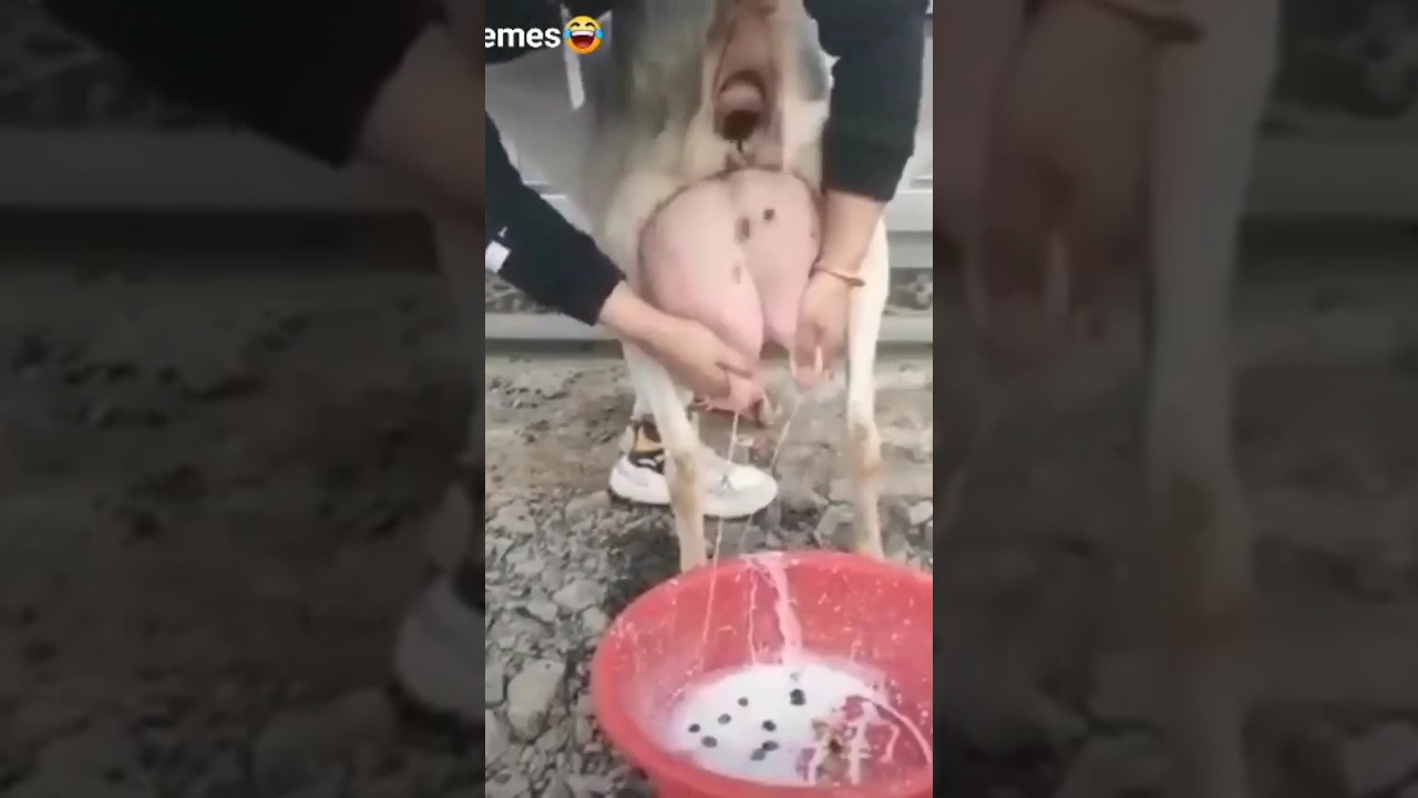 Milk Funny Video 😆😁 #milk #milkshots #shorts #short #shortvideo #tendingshorts #yutubeshorts #viral
