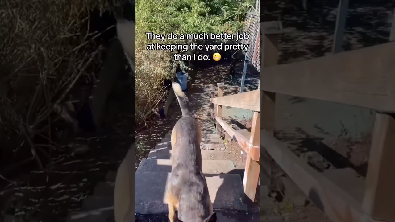 Dogs chase their own tails nonstop 🤭 