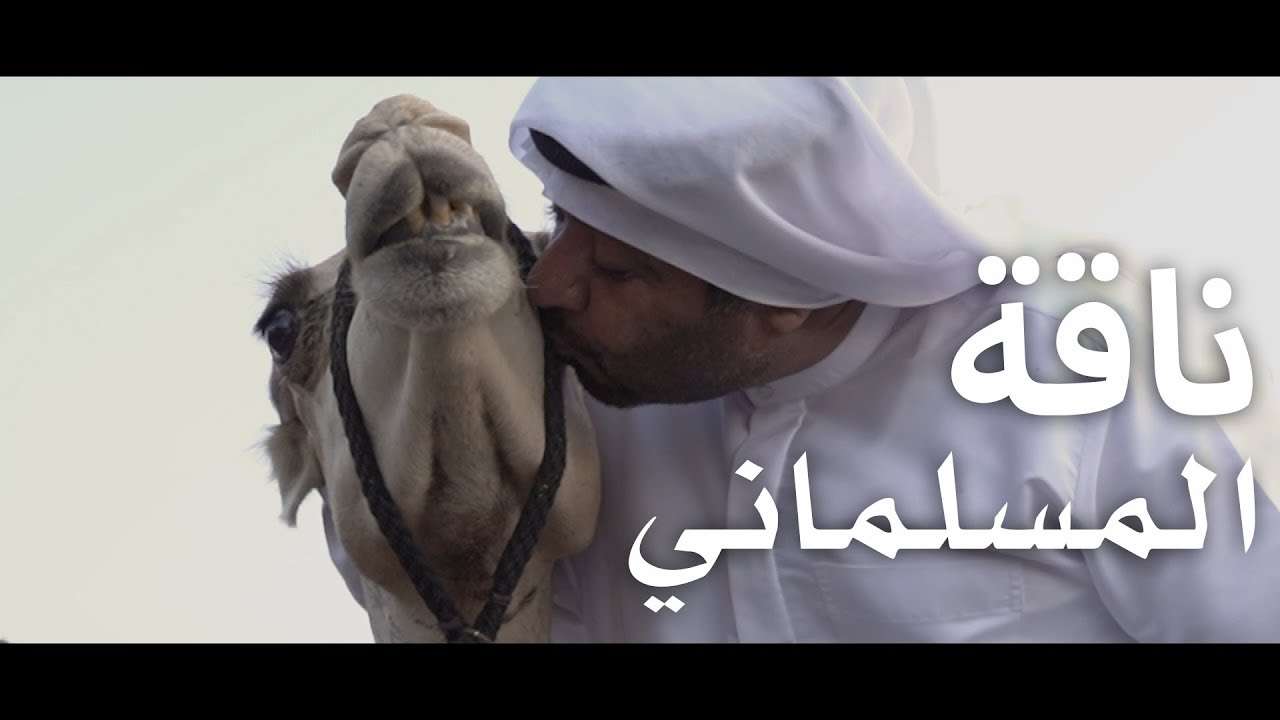 ناقة المسلماني ....  Camel in the house