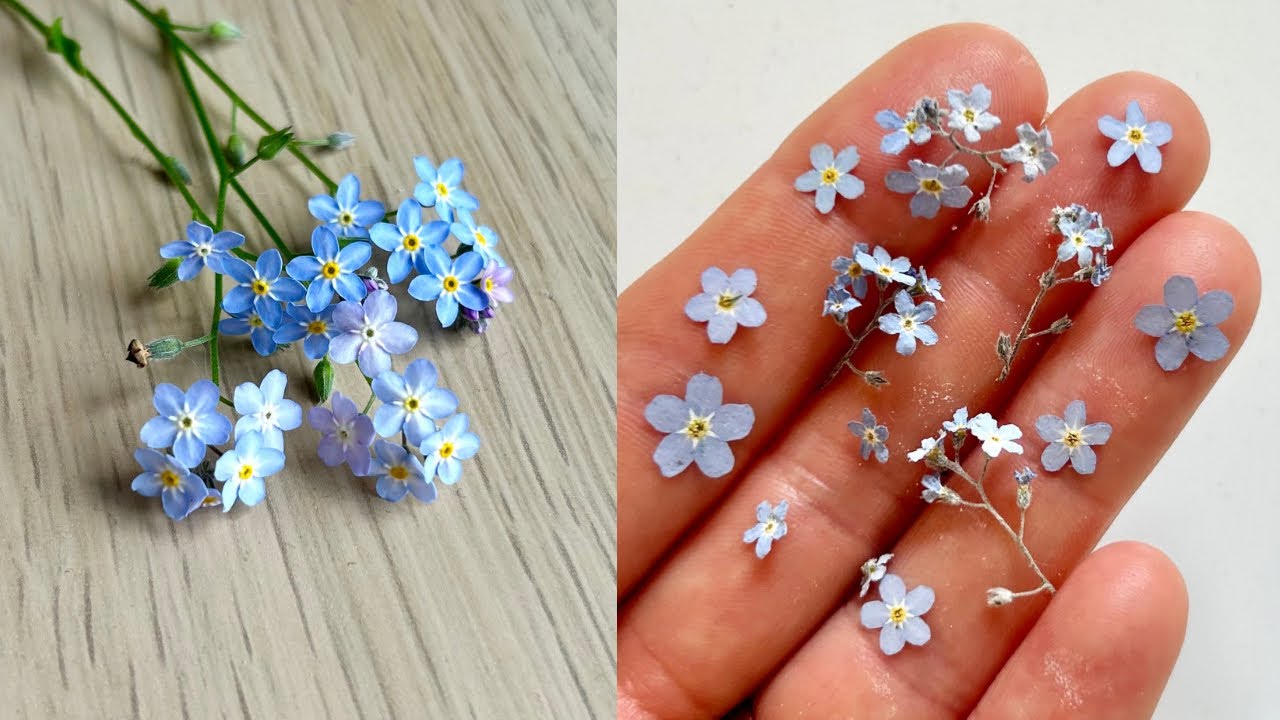 How to dry and press flowers for epoxy resin | Flower Preservation - Forget Me Not flower