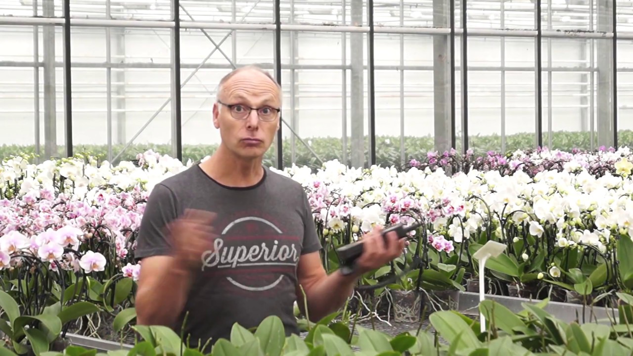 Wieviel Licht vertragen Orchideen Profitipps vom Orchideengärtner