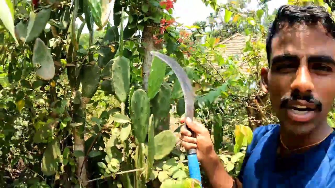 ಪಾಪಾಸು ಕಳ್ಳಿ ಹಣ್ಣು - opuntia wild fruit 🔥