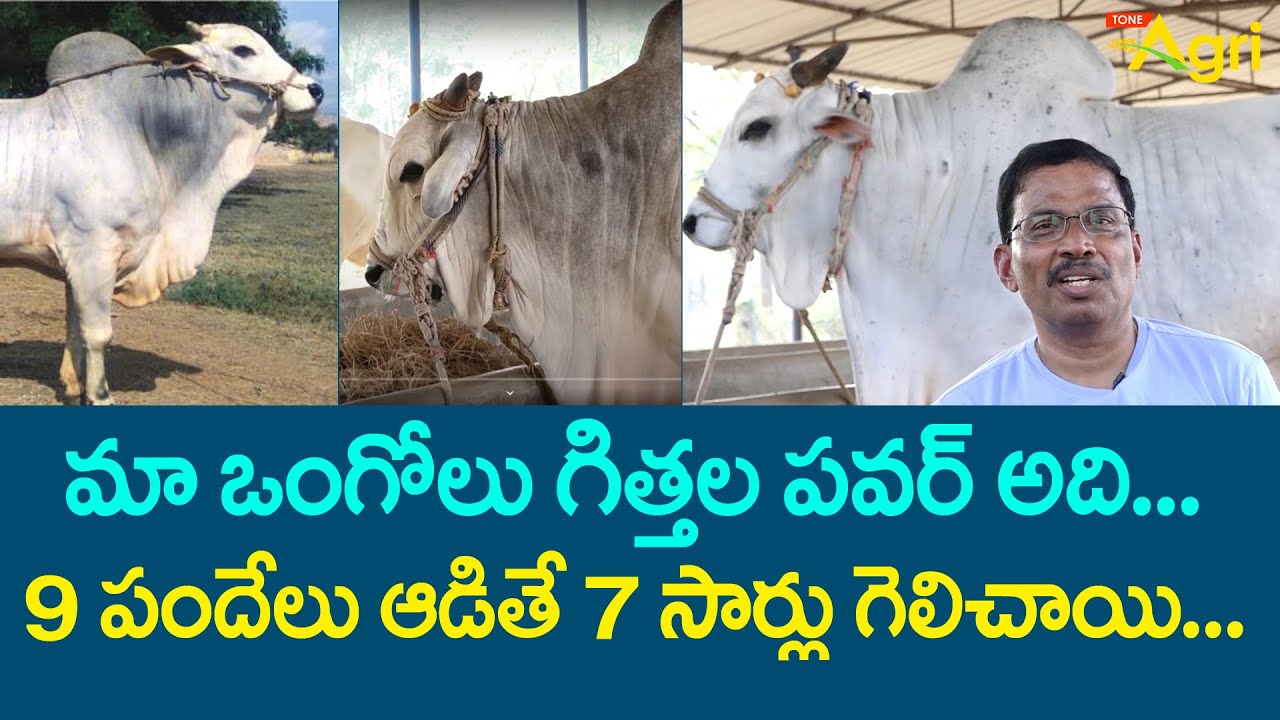 Ongole Gittalu | మా ఒంగోలు గిత్తలు పవర్.. 9పందేల్లో 7 గెలిచాయి.. Ongole Breed Collection | Tone Agri