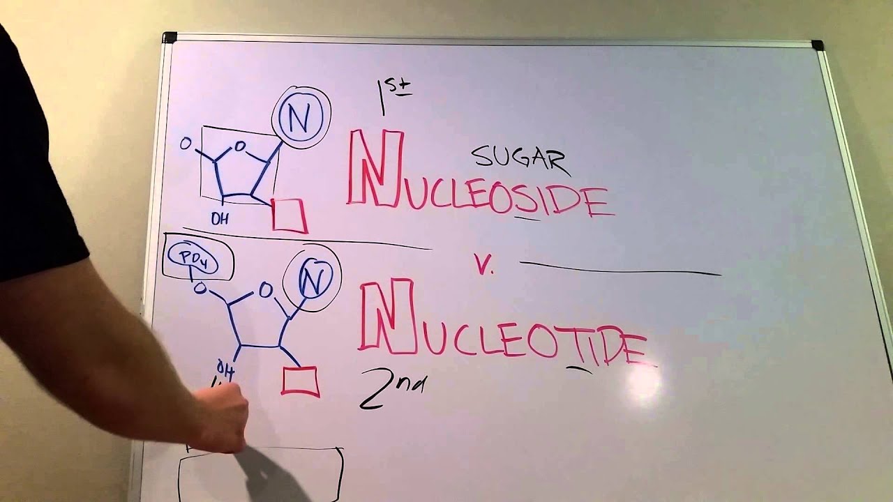 Nucleosides vs. Nucleotides