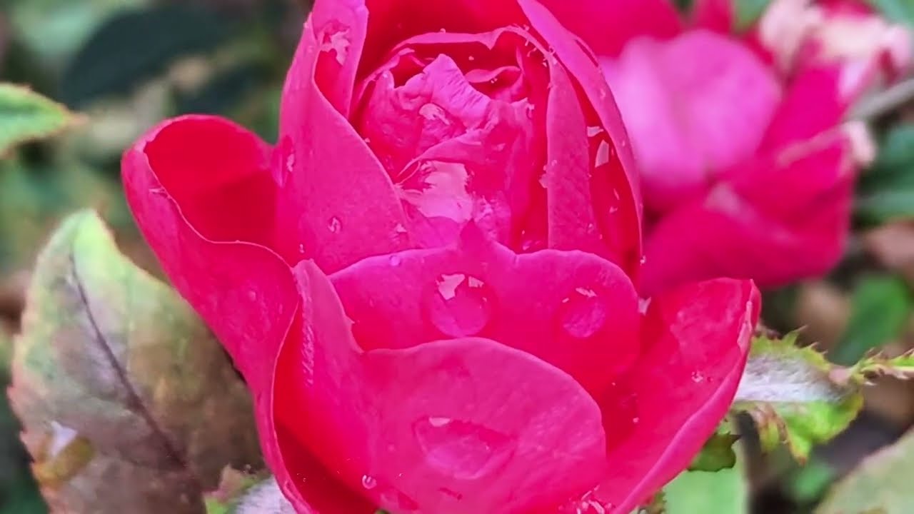 Sunlit and Rain-Kissed Red Roses | Nature Relaxation Flower Video 🌹 | A Gentle Escape for Your Mind