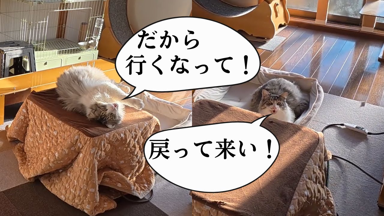 【せがむ猫】ダミ声で何度も鳴いて飼い主に『行くな』とせがむ猫