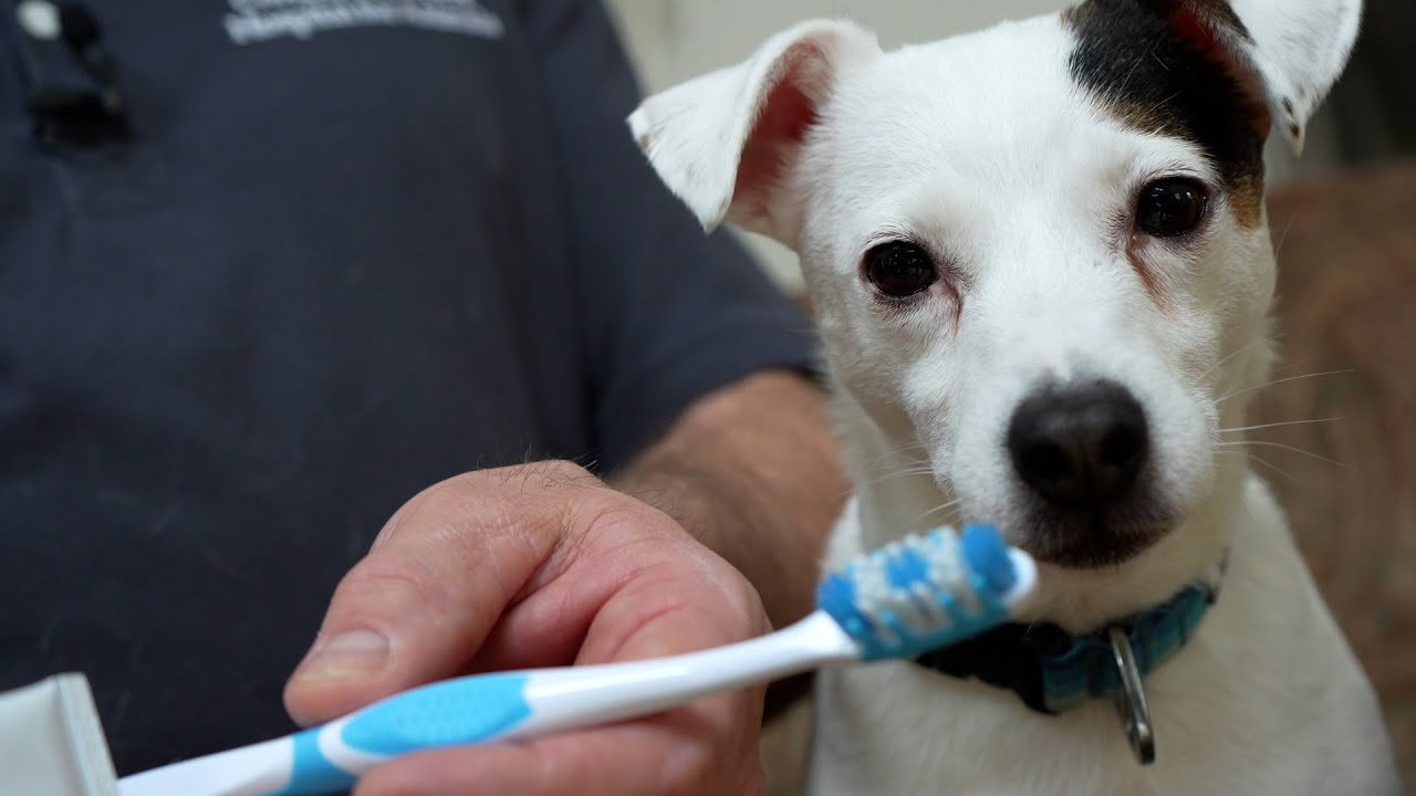Cornell Richard P. Riney Canine Health Center: Brushing Your Dog's Teeth