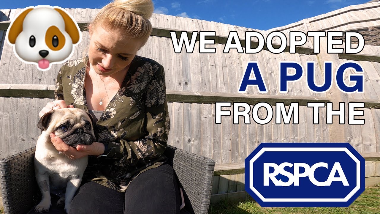 How you can adopt a dog from the RSPCA - The process explained!