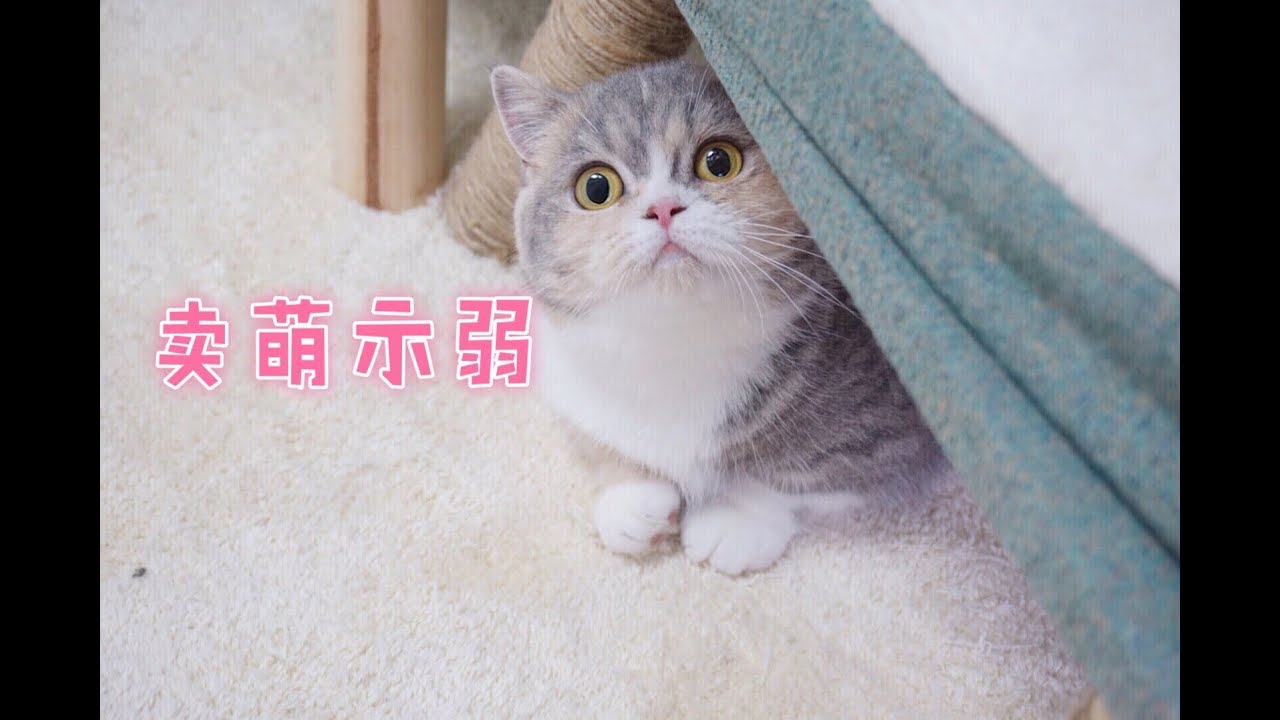 短腿猫被两个猫哥哥欺负后向主人卖萌求助！