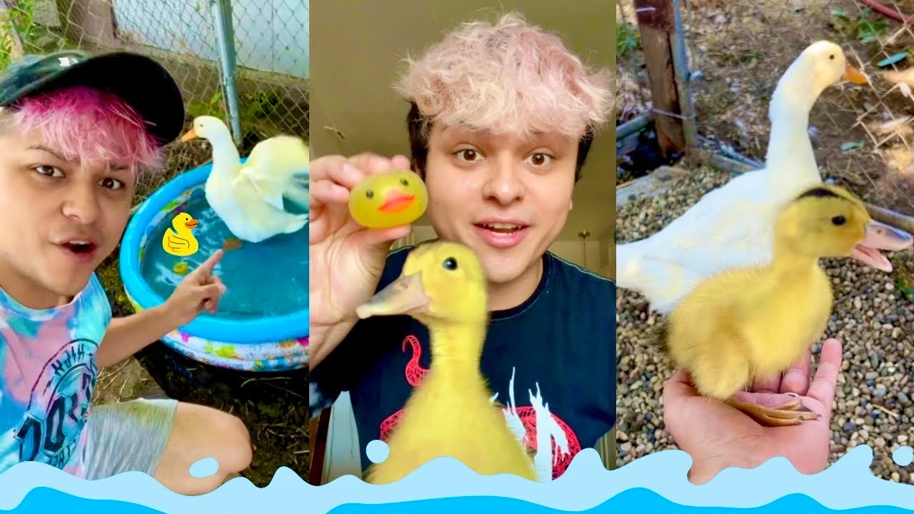 Знакомьтесь, моя уточка 🦆 | ПОДБОРКА МИЛЫХ УТОК