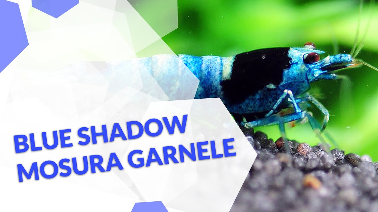 Blue Shadow Mosura | Caridina sp. | Eine blau-schwarze Taiwan Bee Zwerggarnele für dein Aquarium 🦐