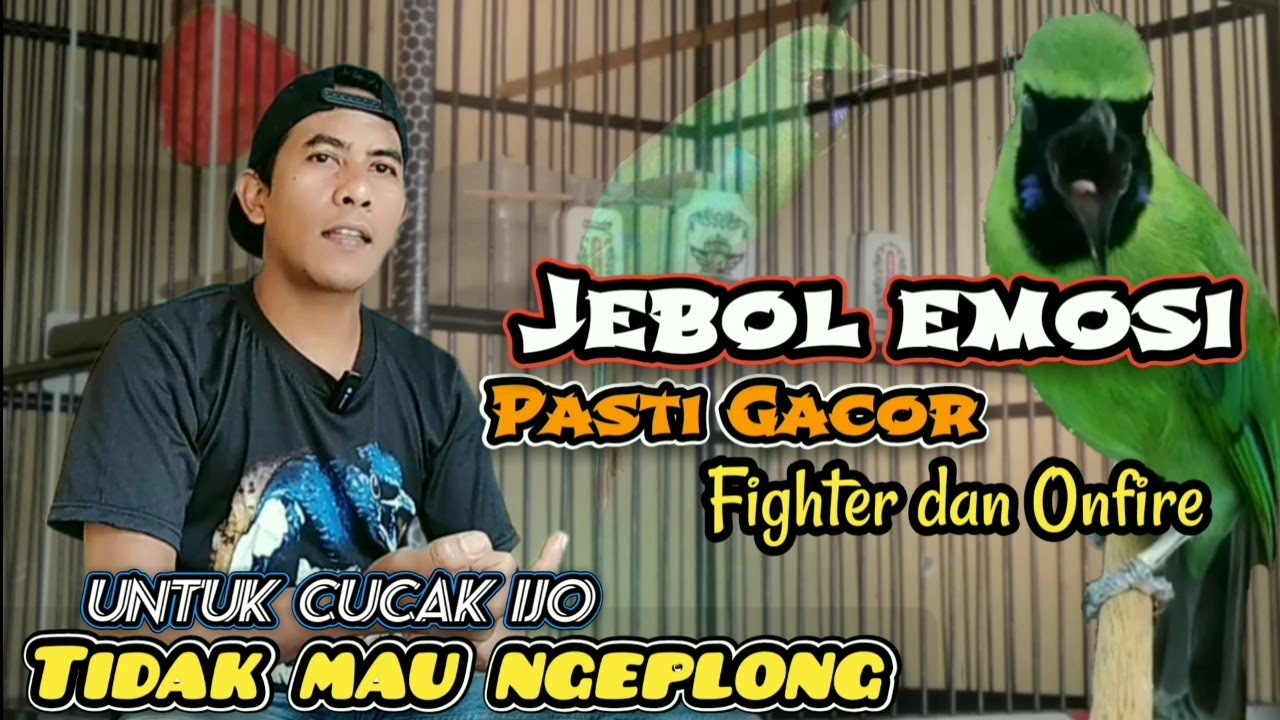 Setingan nyata‼️Jebol emosi Bongkar fighter Cucak ijo positif Gacor jambul dan Ngentrok