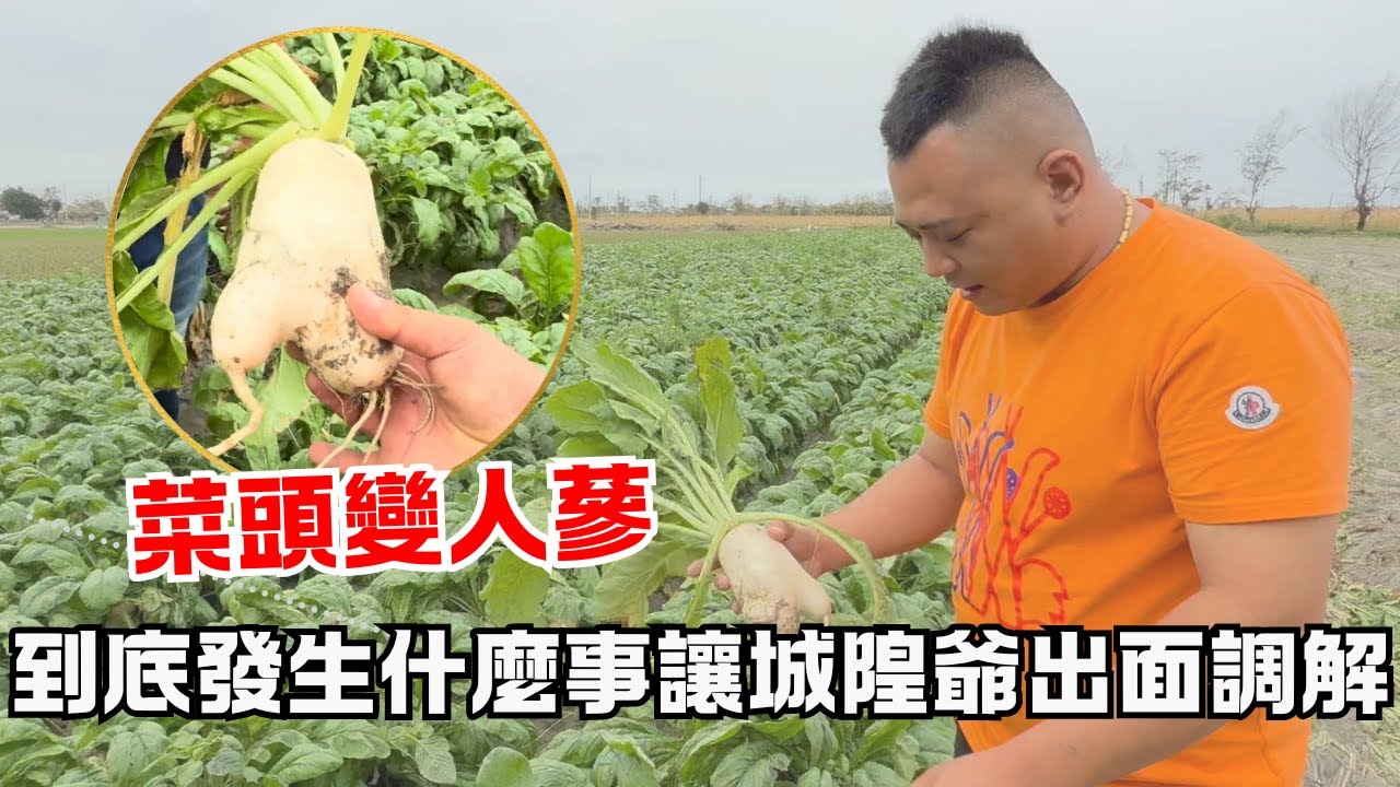 【岡山 城隍殿】種菜頭種到變人蔘 ?! 到底發生什麼事情 , 讓城隍爺出面調解 !!