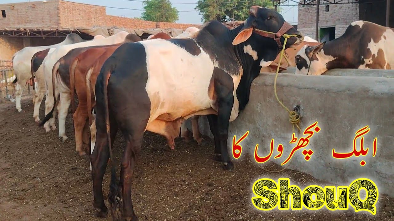 Ablag Bachroo ka ShouQ | F.L Cattle Farm update