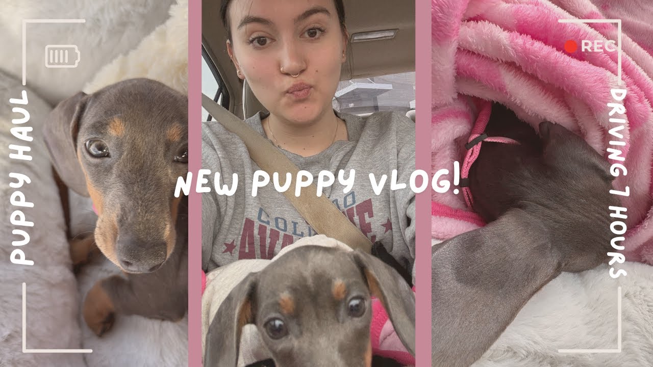 GETTING MY DREAM DOG! Come with me as we drive 7 hours to pick her up!