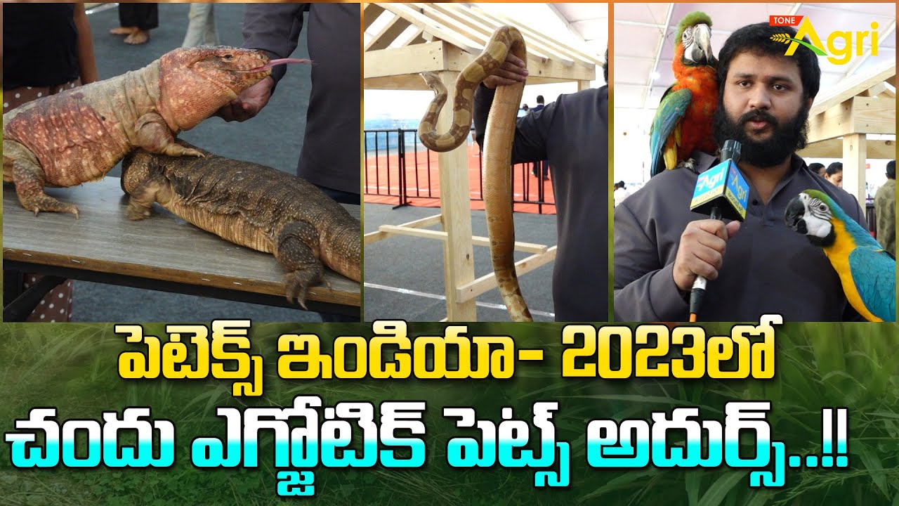 Chandu Exotic Pets | Petex India 2023 Exhibition | చందు ఎగ్జోటిక్ పెట్స్ అదుర్స్..!! Tone Agri