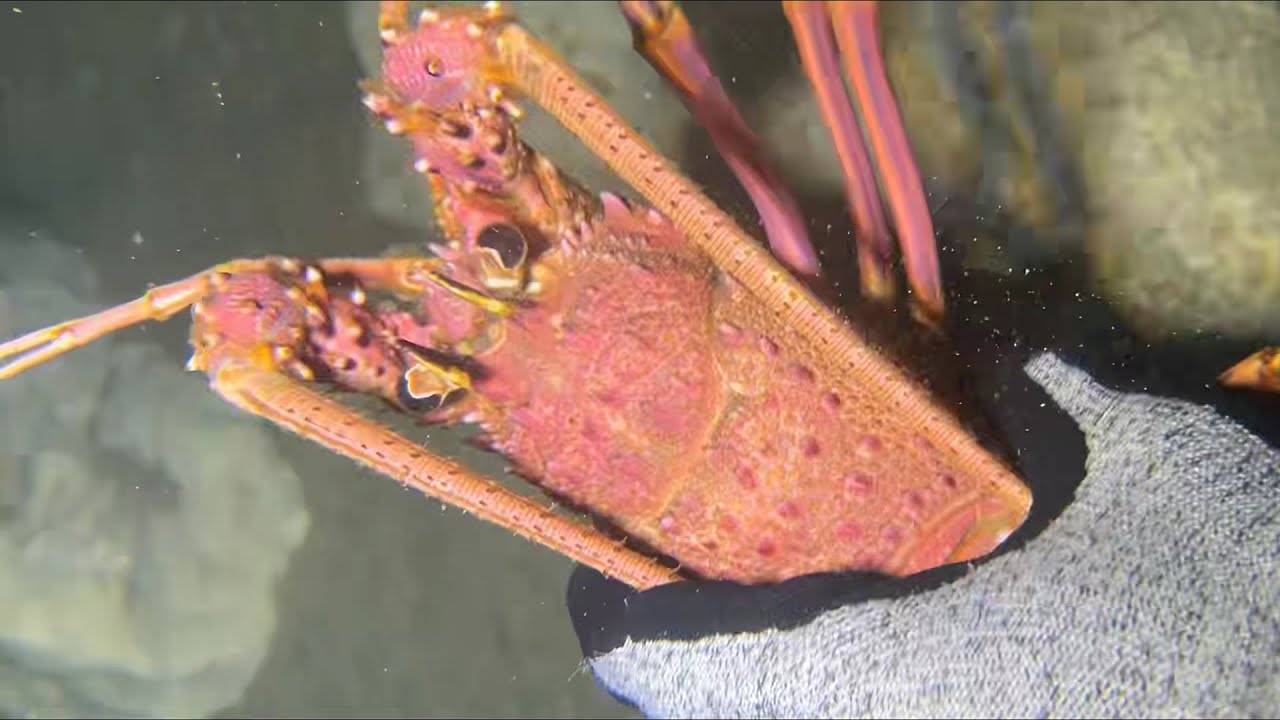 Diving under the sea to catch eels, crabs and sea cucumbers | Part 166-3