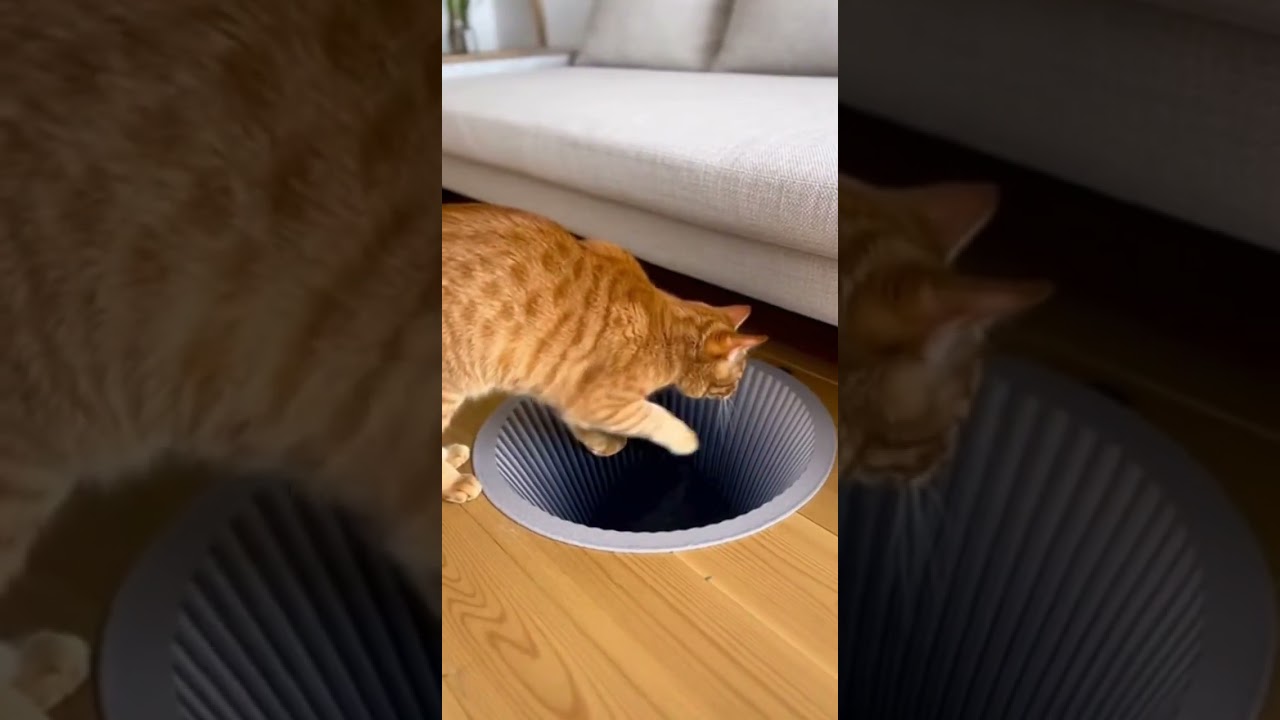 Cat confused by the optical illusion 😂 Watch this mind blowing trick #26 #catsoftiktok #illusion