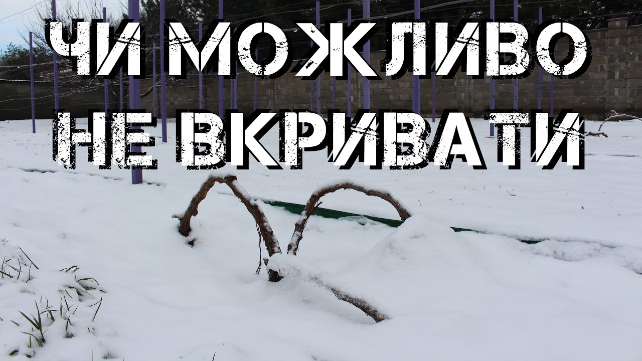 Чи можливо не вкривати виноград на зиму 2026