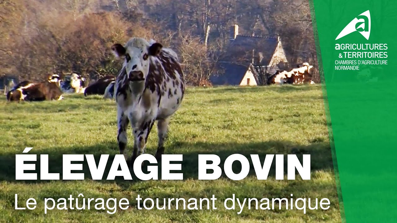 Élevage bovin : Le pâturage tournant dynamique | GAEC du Val d'Orne (61)