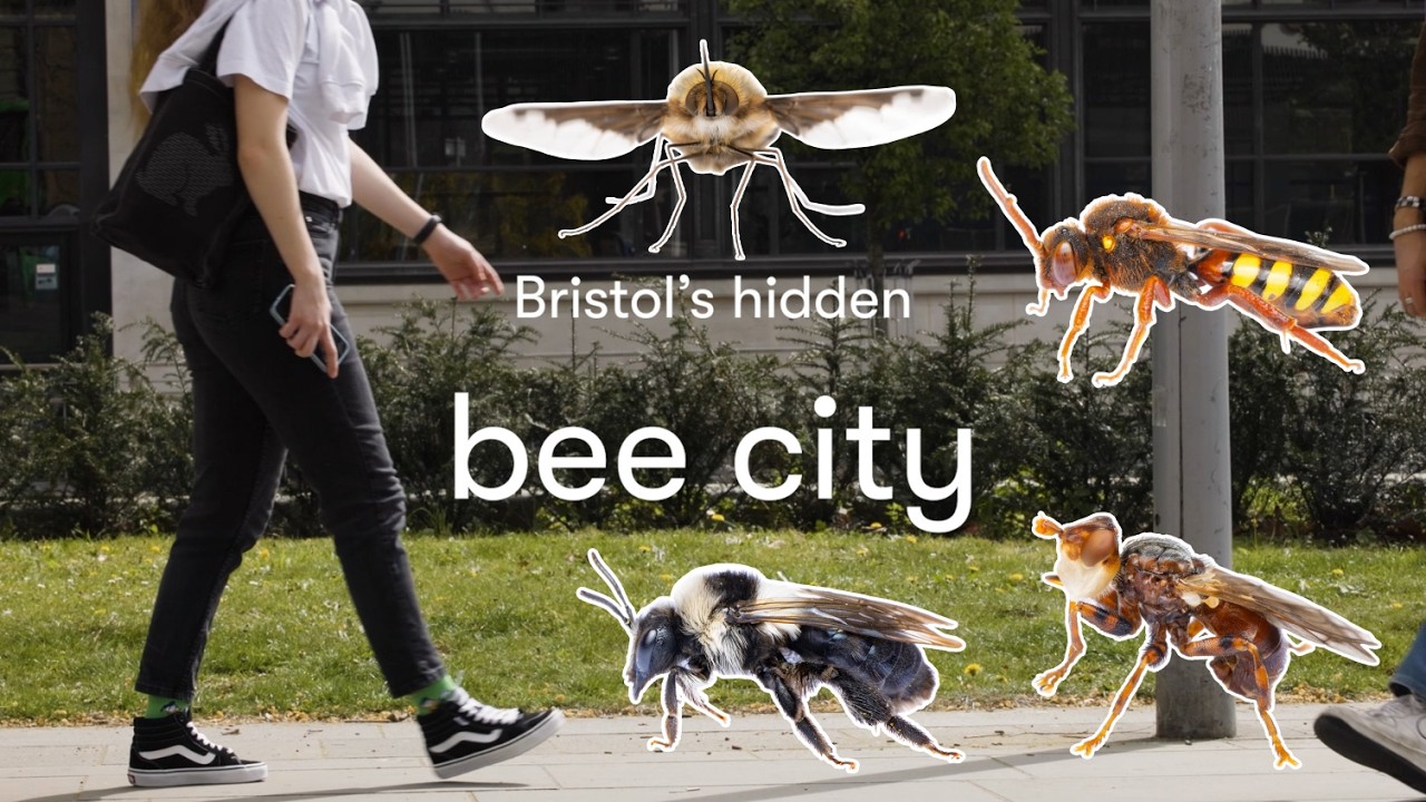 Bristol's Hidden Bee City