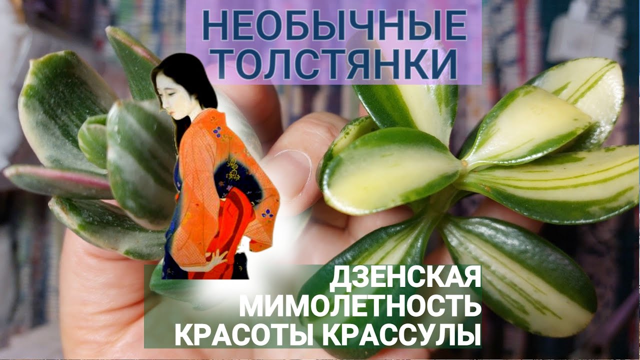 Распаковка необычных толстянок и дзенская мимолетность красоты крассулы вариегатной return of beauty