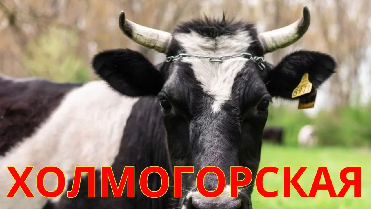 Почему Холмогорская Порода Коров Так Любима В России?