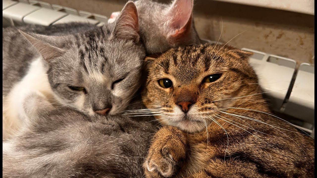 18 cats March 1 in rented apartment live stream