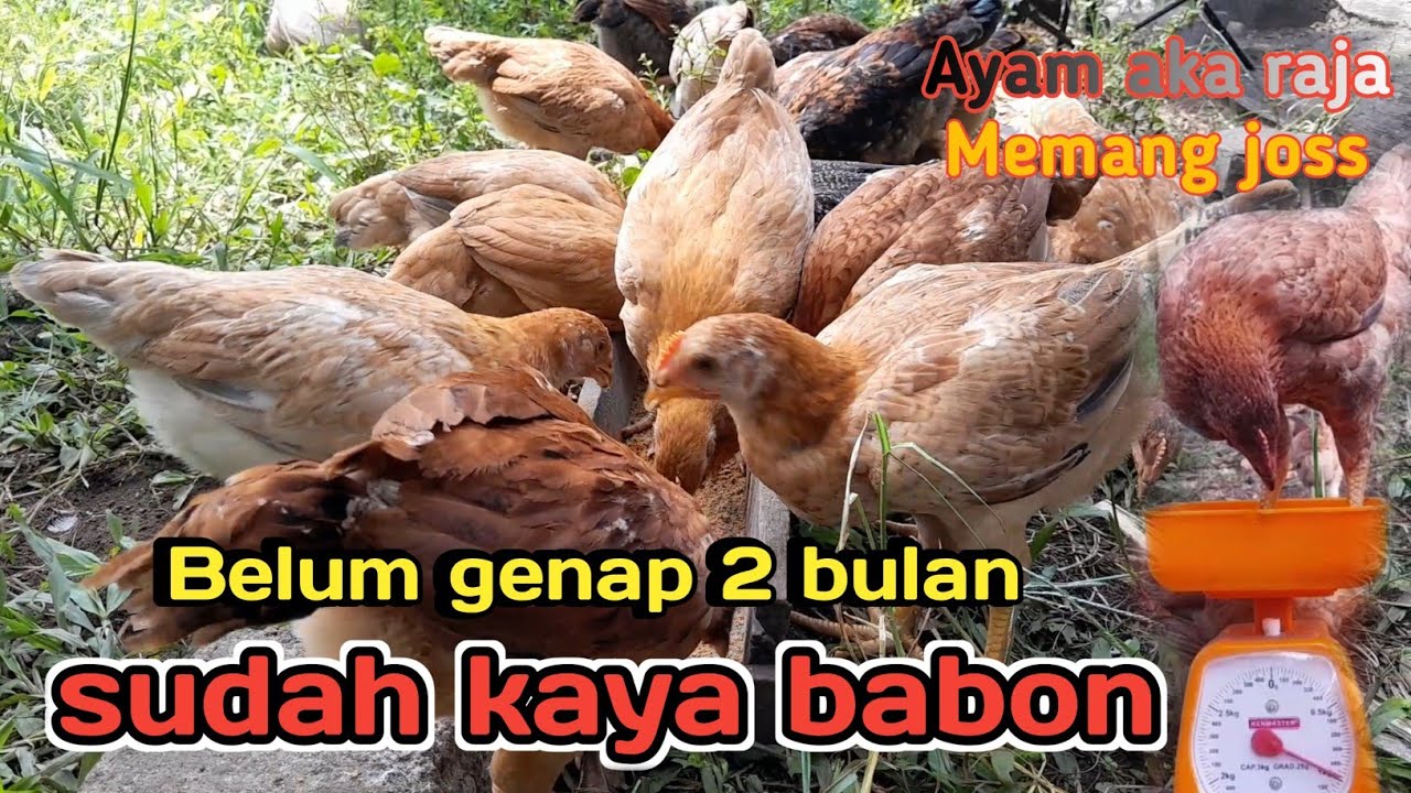 Ayam aka raja usia hampir 2 bulan