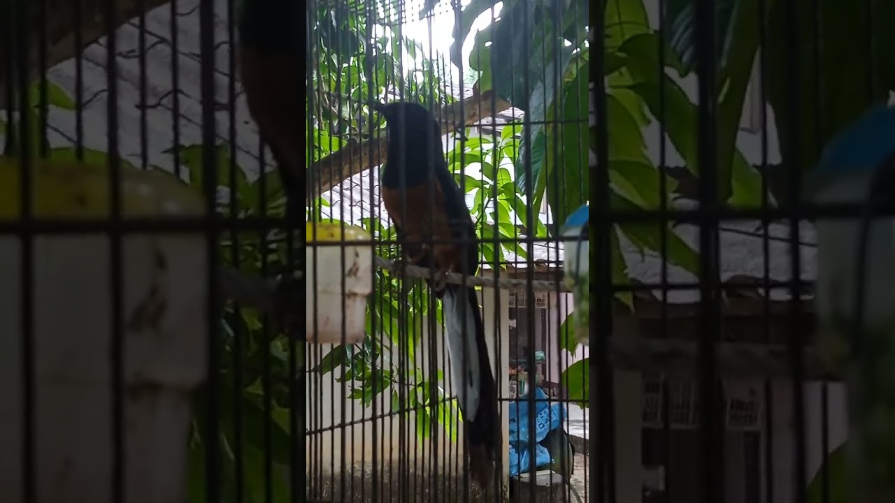 เจ้า แก่ .13.ปี คับ