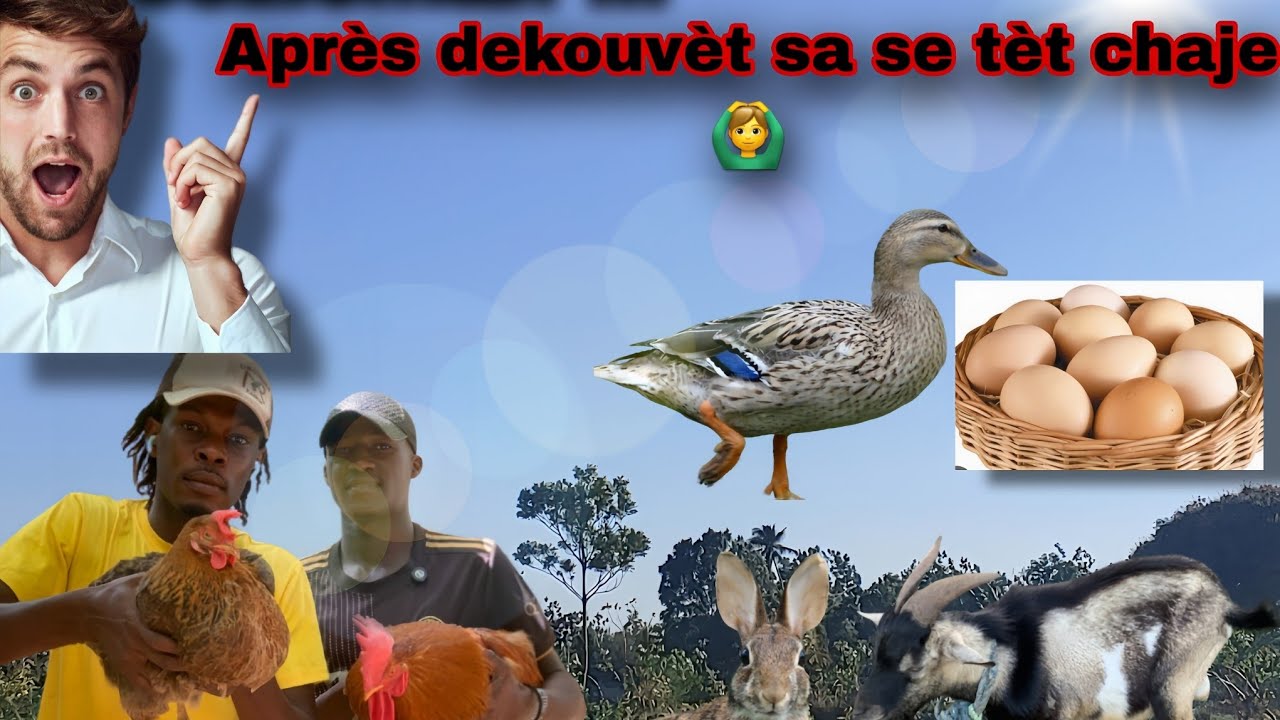 Wap sezi wè tout bagay ou ka jwenn nan mini fèm sa.