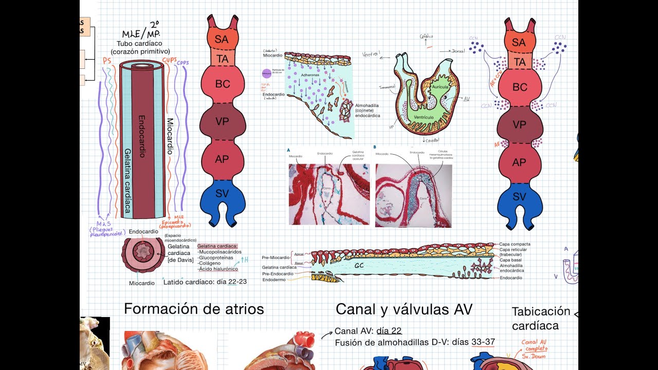 Embriología: Cardiovascular. Corazón 3 (configuración interna: cavidades, tabicación e inervación)