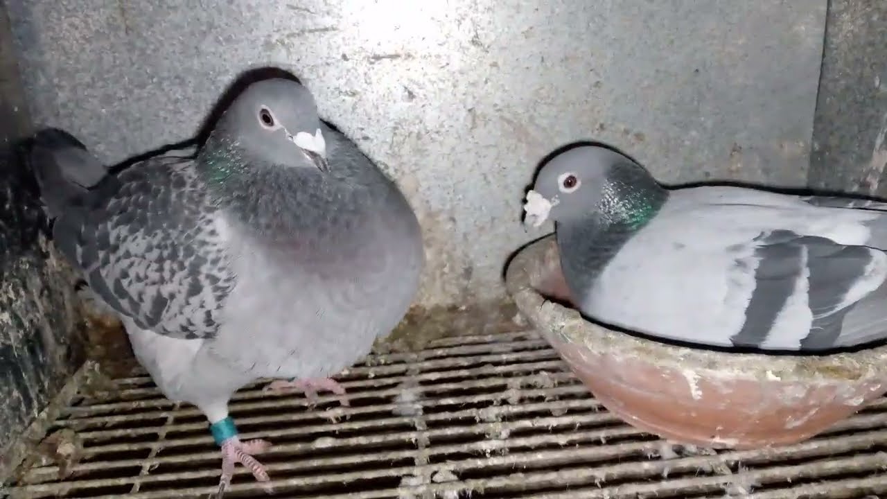 حمدالله والشكر كوالشي حمام بداو يحطو ليا بيض بدية الانتاج 🪺🪹🪹🪺🪺🪺🕊️🕊️🕊️🕊️🫡
