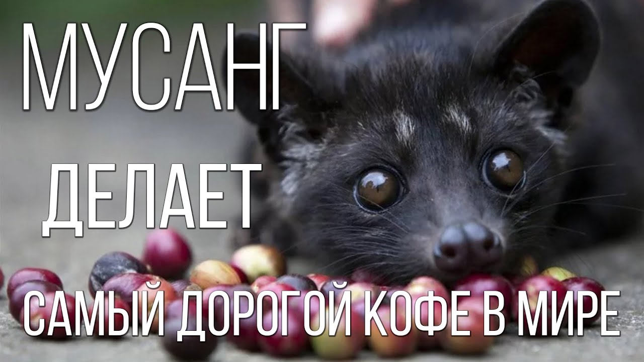 Малайская Пальмовая Куница: Мусанг | Интересные факты про куниц