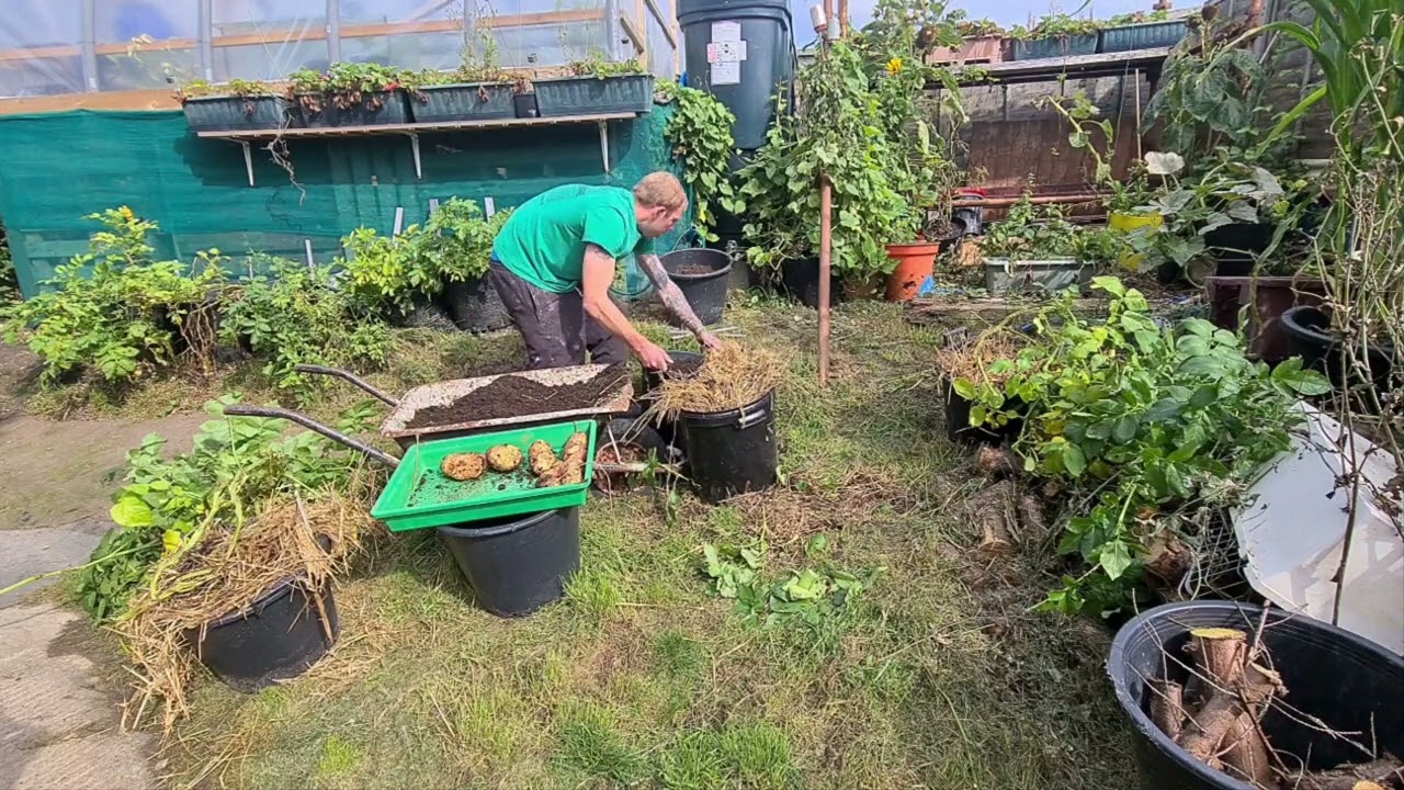 Single seed potato challenge 2022 final harvest #sspchallenge2022 @DigwellGreenfingers