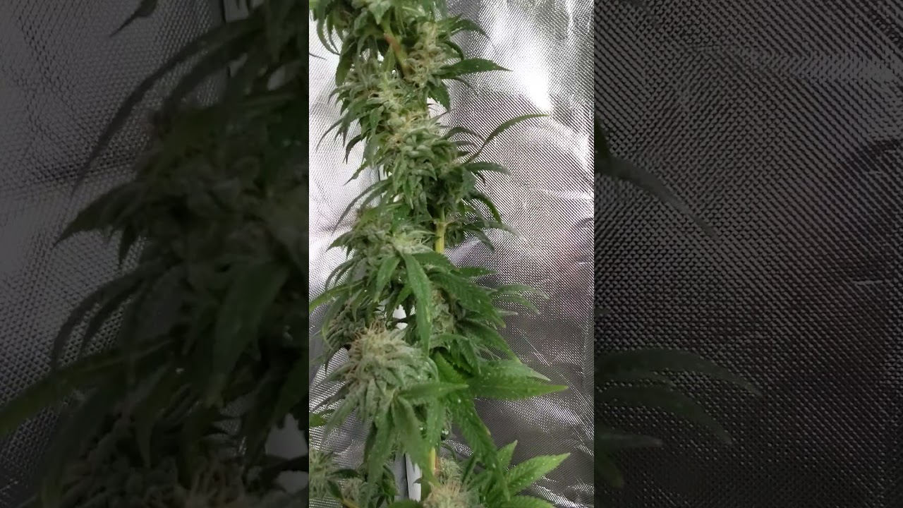 powdery mildew might have killed my plant 😭
