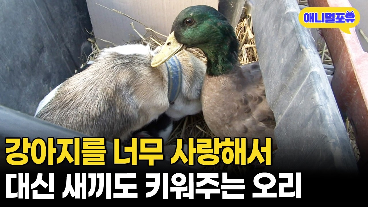 이 정도면 강아지가 맞다ㅋㅋㅋ 강아지를 짝사랑하는 오리ㅣKBS 굿모닝 대한민국 121206 방송