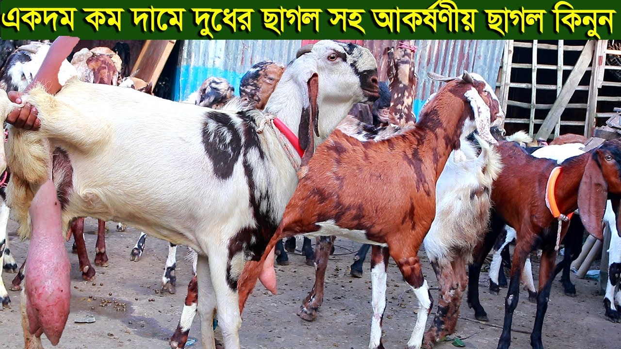একদম কম দামে দুধের ছাগল সহ আকর্ষণী ছাগল কিনুন goat farm