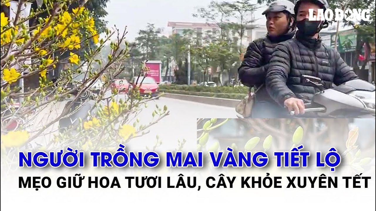 Người trồng mai vàng tiết lộ mẹo giữ hoa tươi lâu, cây khỏe xuyên Tết | Báo Lao Động