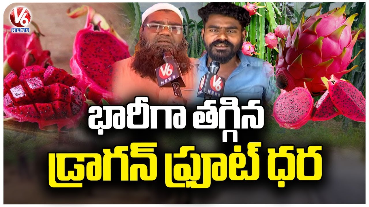 Dragon Fruit Prices Have Fallen Drastically, Farmers Struggling With Heavy Financial Losses V6 News