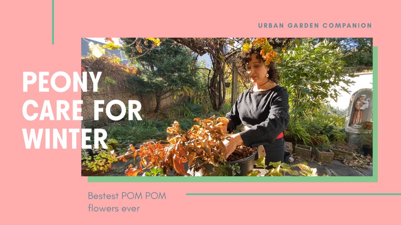 Winter Care For Peonies