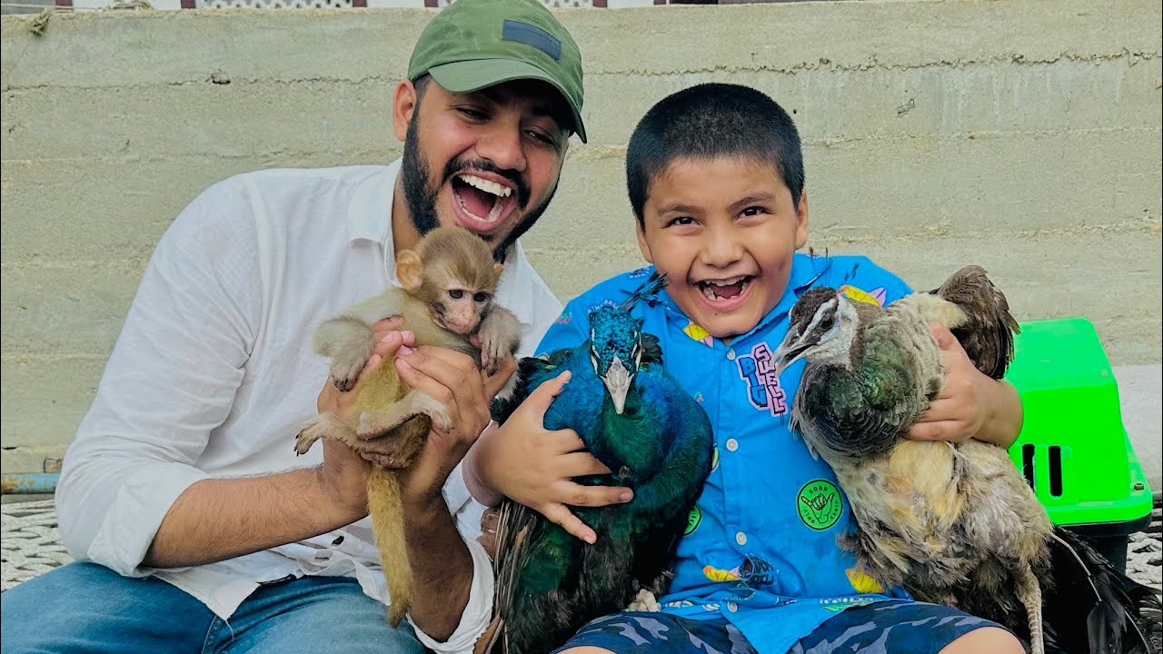 ALHAMDULILLAH Ali ko monkey 🙊 ka baby or peacock 🦚 ki jodi dilwa di 😱 ||