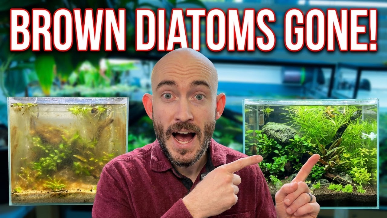 Коричневые диатомовые водоросли? Вот мой точный алгоритм их удаления.