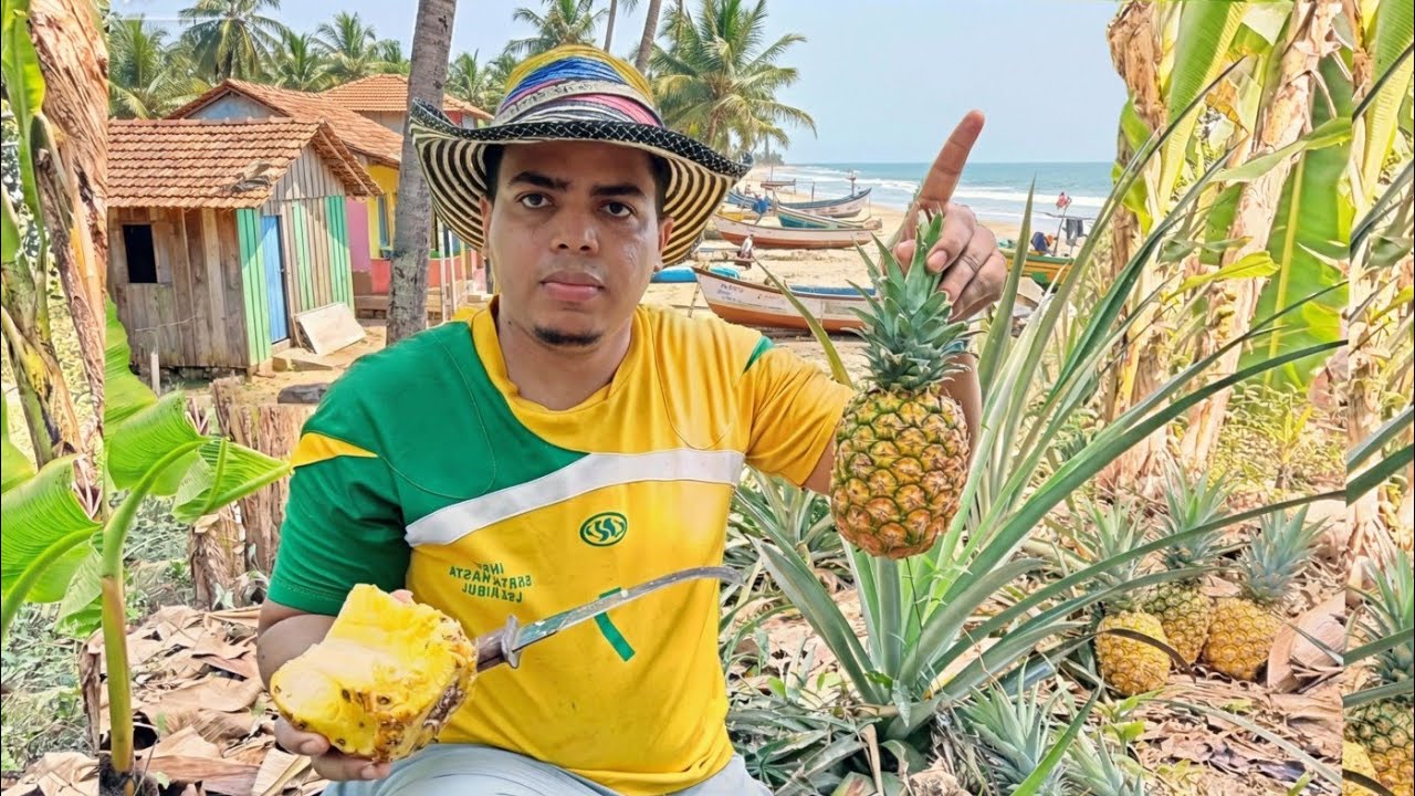 Cosechando Piña en la Finca ¡16 meses para este dia!🍍