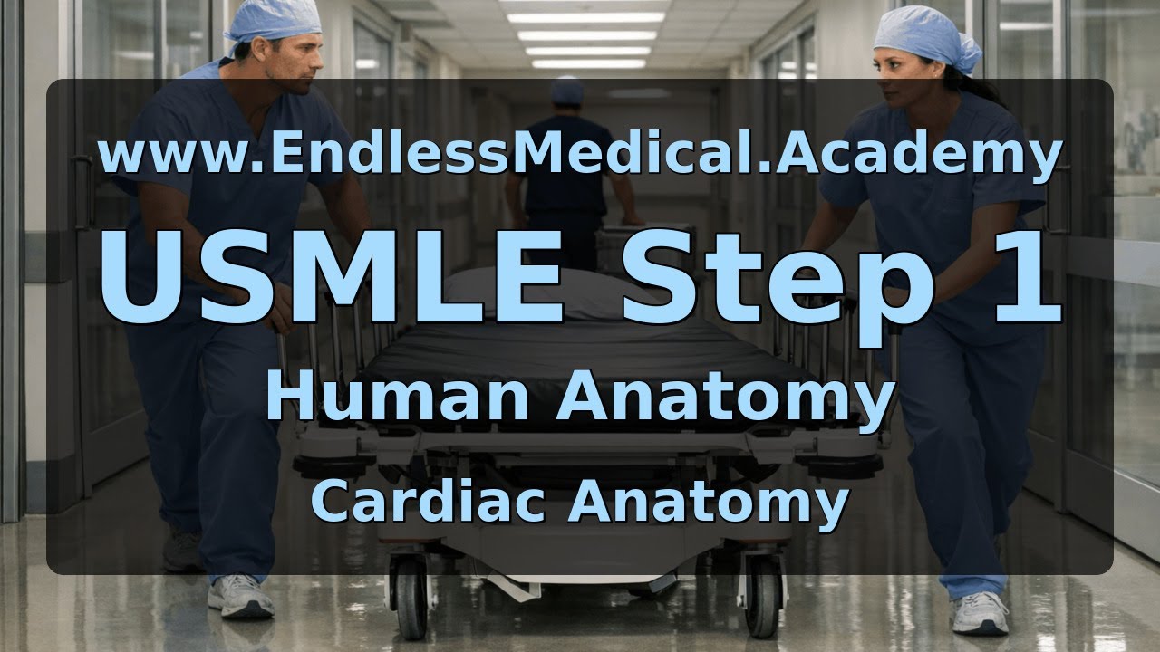 Cardiac Anatomy, Human Anatomy, USMLE Step 1 - Full Vignette with Extended Explanations