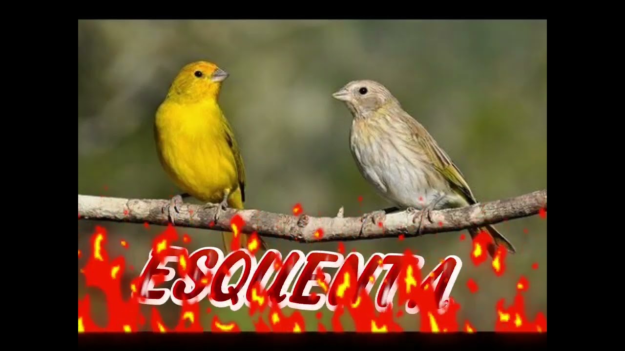 MELHOR ESQUENTA CANÁRIO DA TERRA